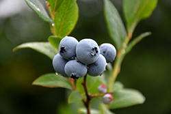 Northsky Blueberry (Vaccinium 'Northsky') at Millcreek Nursery Ltd