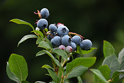 Northland Blueberry (Vaccinium corymbosum 'Northland') at Millcreek Nursery Ltd