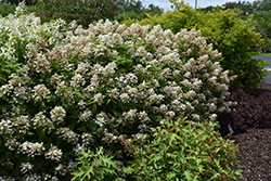 Fire And Ice Hydrangea (Hydrangea paniculata 'Wim's Red') at Millcreek Nursery Ltd