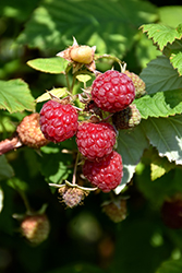 Boyne Raspberry (Rubus 'Boyne') at Millcreek Nursery Ltd