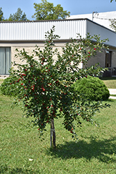 Valentine Cherry (Prunus 'Valentine') at Millcreek Nursery Ltd