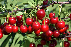 Crimson Passion Cherry (Prunus 'Crimson Passion') at Millcreek Nursery Ltd