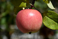 Prairie Magic Apple (Malus 'Prairie Magic') at Millcreek Nursery Ltd