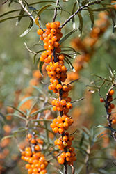 Sea Buckthorn (Hippophae rhamnoides) at Millcreek Nursery Ltd