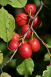 Bounty Plum (Prunus nigra 'Bounty') at Millcreek Nursery Ltd