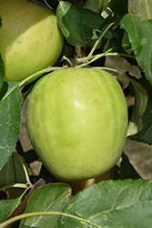 Norkent Apple (Malus 'Norkent') at Millcreek Nursery Ltd