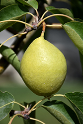 Early Gold Pear (Pyrus ussuriensis 'Early Gold') at Millcreek Nursery Ltd