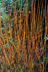 Flame Willow (Salix 'Flame') at Millcreek Nursery Ltd
