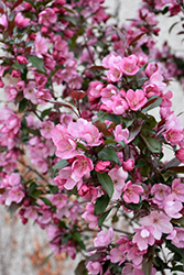 Gladiator Flowering Crab (Malus 'DurLeo') at Millcreek Nursery Ltd