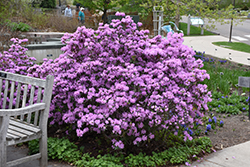 P.J.M. Rhododendron (Rhododendron 'P.J.M.') at Millcreek Nursery Ltd