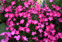 Kahori Pink Pinks (Dianthus 'Kahori Pink') at Millcreek Nursery Ltd