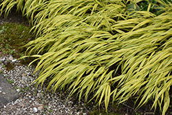 Golden Variegated Hakone Grass (Hakonechloa macra 'Aureola') at Millcreek Nursery Ltd
