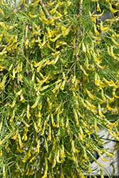 Walker  Weeping Caragana (Caragana arborescens 'Walker') at Millcreek Nursery Ltd