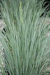 Sapphire Blue Oat Grass (Helictotrichon sempervirens 'Sapphire') at Millcreek Nursery Ltd