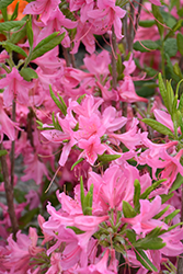 Northern Lights Azalea (Rhododendron 'Northern Lights') at Millcreek Nursery Ltd