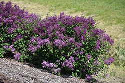 Bloomerang Dark Purple Lilac (Syringa 'SMSJBP7') at Millcreek Nursery Ltd