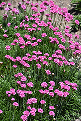 Bloodstone Sea Thrift (Armeria maritima 'Bloodstone') at Millcreek Nursery Ltd