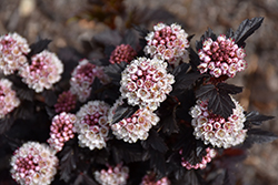 Royal Jubilee Ninebark (Physocarpus opulifolius 'Jefroy') at Millcreek Nursery Ltd