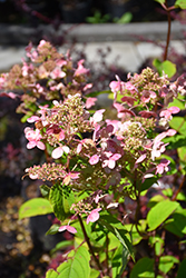 Fire And Ice Hydrangea (Hydrangea paniculata 'Wim's Red') at Millcreek Nursery Ltd