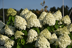 Limelight Hydrangea (Hydrangea paniculata 'Limelight') at Millcreek Nursery Ltd