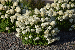 Bobo Hydrangea (Hydrangea paniculata 'ILVOBO') at Millcreek Nursery Ltd