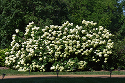 Limelight Hydrangea (Hydrangea paniculata 'Limelight') at Millcreek Nursery Ltd
