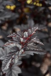 Royal Jubilee Ninebark (Physocarpus opulifolius 'Jefroy') at Millcreek Nursery Ltd