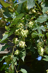 Hops (Humulus lupulus) at Millcreek Nursery Ltd