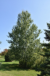 Trembling Aspen (Populus tremuloides) at Millcreek Nursery Ltd