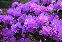 P.J.M. Elite Rhododendron (Rhododendron 'P.J.M. Elite') at Millcreek Nursery Ltd