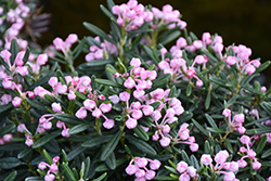 Blue Ice Bog Rosemary (Andromeda polifolia 'Blue Ice') at Millcreek Nursery Ltd