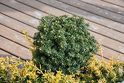 Cis Dwarf Korean Fir (Abies koreana 'Cis') at Millcreek Nursery Ltd