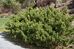 Compact Mugo Pine (Pinus mugo 'var. mughus') at Millcreek Nursery Ltd