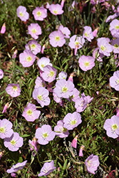 Evening Primrose (Oenothera speciosa) at Millcreek Nursery Ltd