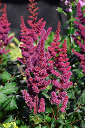 Visions in Red Chinese Astilbe (Astilbe chinensis 'Visions in Red') at Millcreek Nursery Ltd