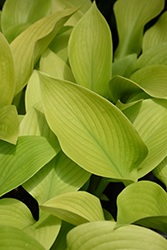 Key West Hosta (Hosta 'Key West') at Millcreek Nursery Ltd