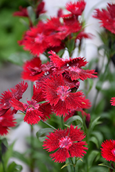 Rockin' Red Pinks (Dianthus 'PAS1141436') at Millcreek Nursery Ltd