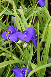 Blue And Gold Spiderwort (Tradescantia x andersoniana 'Blue And Gold') at Millcreek Nursery Ltd