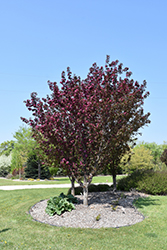 Gladiator Flowering Crab (Malus 'DurLeo') at Millcreek Nursery Ltd