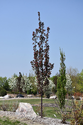 Royal Mist Flowering Crab (Malus 'Jefmist') at Millcreek Nursery Ltd