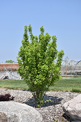 Green Spires Caragana (Caragana arborescens 'Jefarb') at Millcreek Nursery Ltd