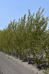 Guardian Columnar Aspen (Populus 'Jefguard') at Millcreek Nursery Ltd