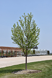 Ming Cherry (Prunus maackii 'Ming') at Millcreek Nursery Ltd