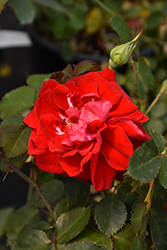 Canadian Shield Rose (Rosa 'CCA576') at Millcreek Nursery Ltd