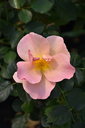 Chinook Rose (Rosa 'VLR001') at Millcreek Nursery Ltd