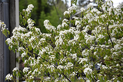 Pincherry (Prunus pennsylvanica) at Millcreek Nursery Ltd