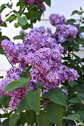 Virtual Violet Lilac (Syringa 'Bailbridget') at Millcreek Nursery Ltd