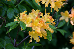 Golden Lights Azalea (Rhododendron 'Golden Lights') at Millcreek Nursery Ltd
