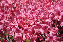 Rosy Lights Azalea (Rhododendron 'Rosy Lights') at Millcreek Nursery Ltd
