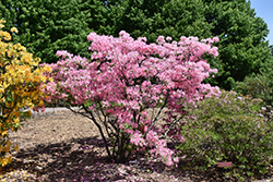 Northern Lights Azalea (Rhododendron 'Northern Lights') at Millcreek Nursery Ltd